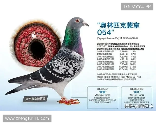 爱羽赛鸽直播精彩对决，见证冠军鸽王诞生时刻